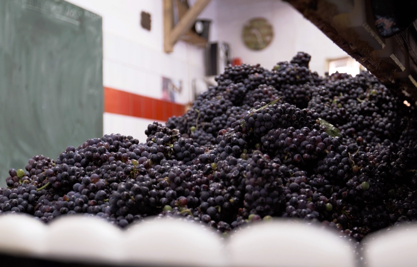 Plan rapproché sur le pressoir rempli de raisins pendant les vendanges